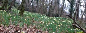 Flore de nos parcours