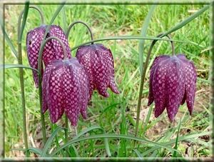 Flore de nos parcours