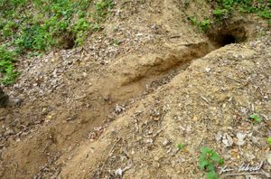 Faune de nos parcours