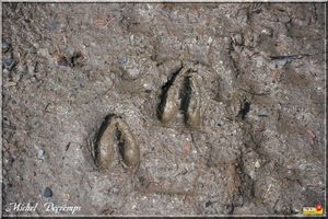 Faune de nos parcours