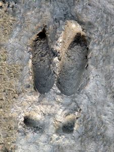 Faune de nos parcours