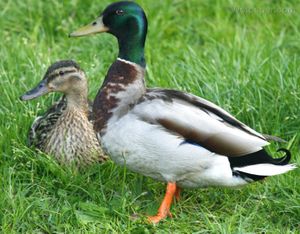 Faune de nos parcours