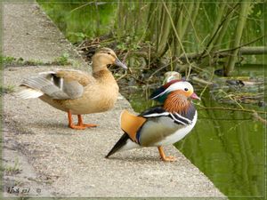 Faune de nos parcours
