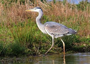 Faune de nos parcours