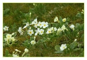Flore de nos parcours
