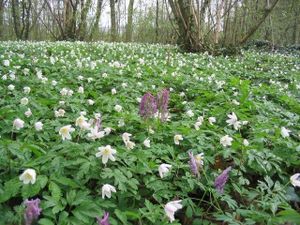 Flore de nos parcours