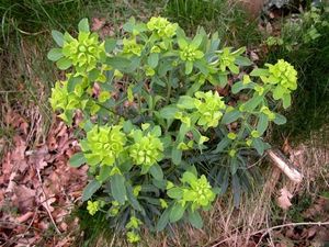Flore de nos parcours