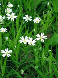 Flore de nos parcours