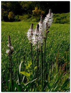 Flore de nos parcours