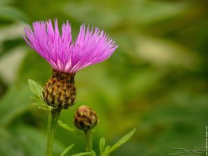 Flore de nos parcours