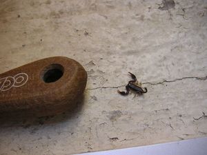 Tahina et le scorpion