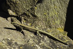 Les lézards