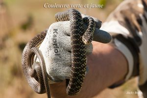 Couleuvre verte et jaune : morsure volontaire