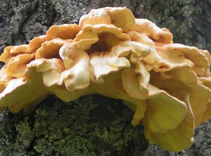 Les polypores.