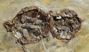 Des tortues figées en plein coït !