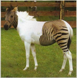 Le Zorse