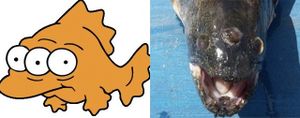 Un poisson à 3 yeux !