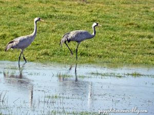 Il y a grues et grues