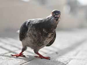 Info de notre terre : Moscou : des « pigeons zombies » inquiètent les habitants