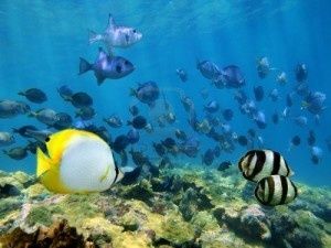 Info de notre terre : 80% des récifs coralliens des Caraïbes ont disparu