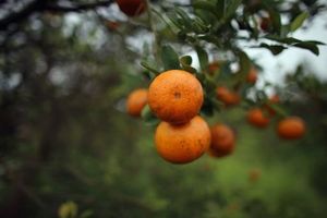 Une bactérie venue d'Asie menace les oranges de Floride