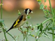 Plus de 2.000 oiseaux protégés saisis à Taza