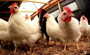 Le Maroc prend plusieurs mesures pour limiter les effets de la grippe aviaire H9N2