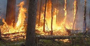 Incendie de forêt : Trente individus devant la justice