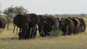 L'ONU pour une lutte vigoureuse contre le braconnage en Afrique centrale