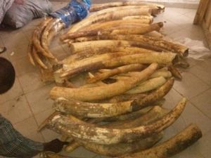 Saisie d’ivoire au Bénin qui proviendrait principalement du Gabon