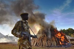 Sauvegarde des éléphants: experts et gouvernements en conclave