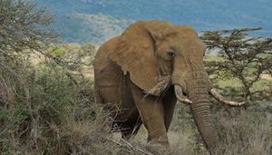 RDC: Trente Eléphants tués en quinze jours par des braconniers dans le parc de la Garamba