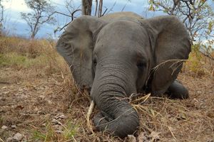 La moitié des éléphants décimés en cinq ans au Mozambique