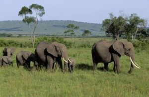 Le trafic d'ivoire en Afrique très concentré et contrôlé par quelques barons