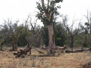 Djibouti sur le point de perdre son unique forêt