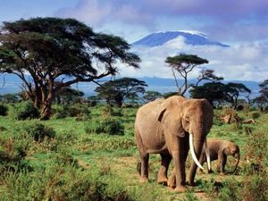 Pour sauver les éléphants d'Afrique, Washington interdit le commerce de l'ivoire