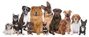Mobile dog washers’ attitudes...