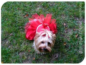 Yorkie Didi la Divine a 5 ans