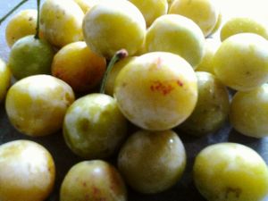Des mirabelles à profusion dans le jardin cette année...