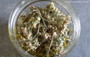 Achillée Millefeuille
