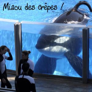 "Blackfish" ou "L'orque tueuse" de Gabriela Cowperthwaite