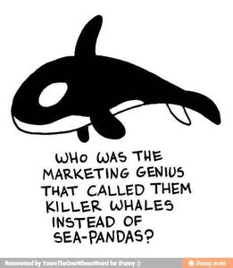 "Blackfish" ou "L'orque tueuse" de Gabriela Cowperthwaite
