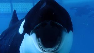 "Blackfish" ou "L'orque tueuse" de Gabriela Cowperthwaite