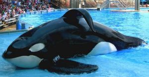 "Blackfish" ou "L'orque tueuse" de Gabriela Cowperthwaite