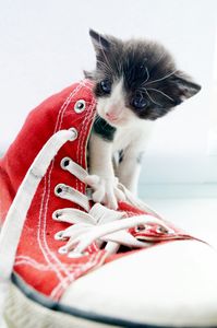 Le chat(on) est un tyran comme un autre ...