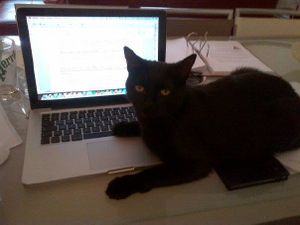 Le chat(on) est un tyran comme un autre ...