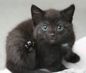 Le chat(on) est un tyran comme un autre ...