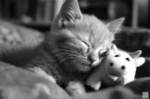 Le chat(on) est un tyran comme un autre ...