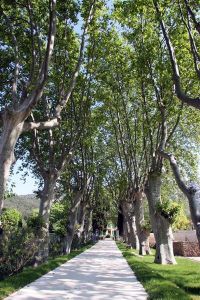83 - Le remarquable jardin de Baudouvin, la Valette-du-Var.