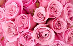 Madeleine rose; Pink madeleine